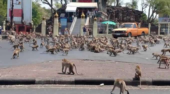 News Burst 18 March 2020 - Monkeys Thailand