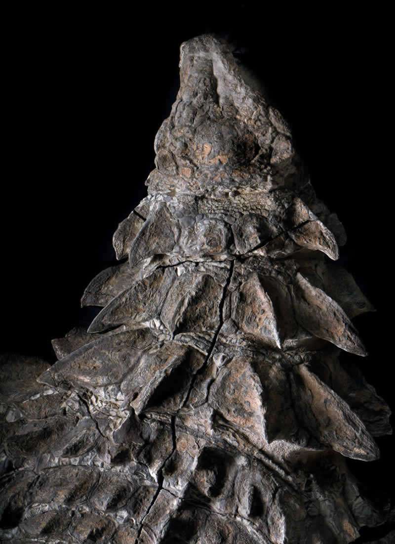 News Burst 24 May 2020 - Fossilized Nodosaur 3